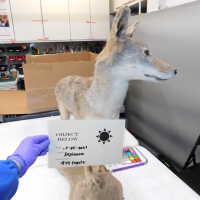          Taxidermy coyote picture number 3
