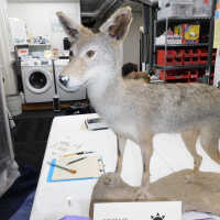          Taxidermy coyote picture number 4

