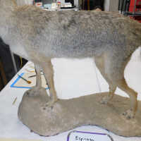         Taxidermy coyote picture number 5
