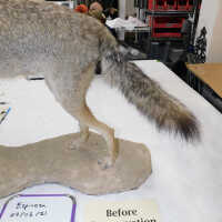          Taxidermy coyote picture number 6
