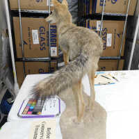          Taxidermy coyote picture number 7
