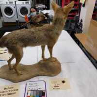          Taxidermy coyote picture number 8
