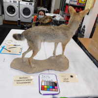          Taxidermy coyote picture number 9
