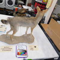          Taxidermy coyote picture number 10
