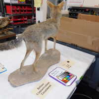          Taxidermy coyote picture number 11
