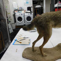          Taxidermy coyote picture number 12
