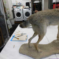          Taxidermy coyote picture number 13
