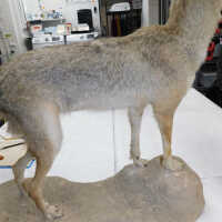          Taxidermy coyote picture number 14
