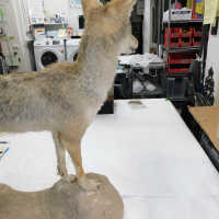          Taxidermy coyote picture number 15
