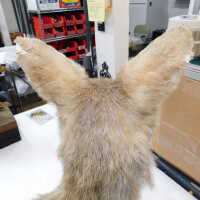          Taxidermy coyote picture number 16
