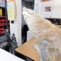          Taxidermy coyote picture number 18
