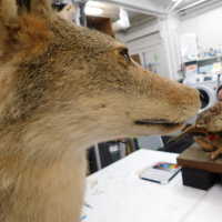          Taxidermy coyote picture number 23
