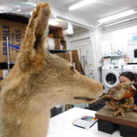          Taxidermy coyote picture number 24
