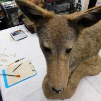          Taxidermy coyote picture number 37
