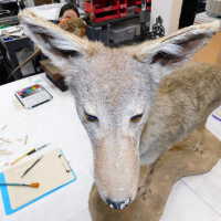          Taxidermy coyote picture number 38
