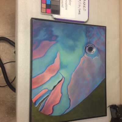 Parrot Fish