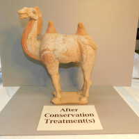          Camel picture number 111
