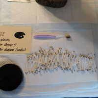          Thai Goddess picture number 38
