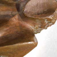          Reclining Nude picture number 45
