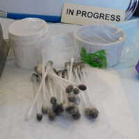          Lead Eagle (facing left) picture number 33
