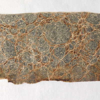 Before treatment: Loose fly leaf with broken edge (front side)