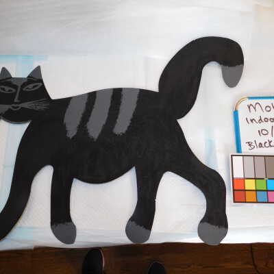 Black cat