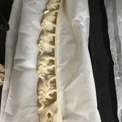 Ivory Tusk