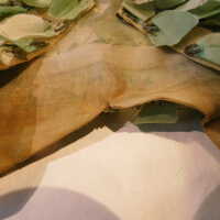          Leaf Capelet picture number 89
