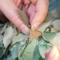          Leaf Capelet picture number 90
