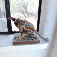 Taxidermy pheasant