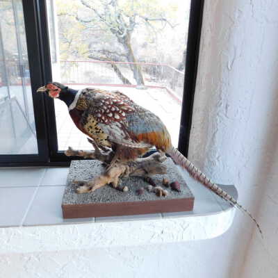 Taxidermy pheasant