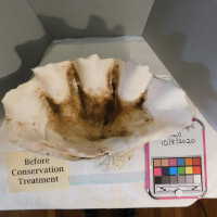          Shell picture number 2
