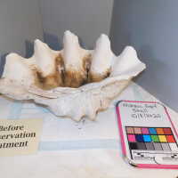          Shell picture number 3
