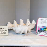          Shell picture number 4
