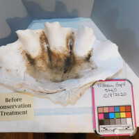          Shell picture number 5
