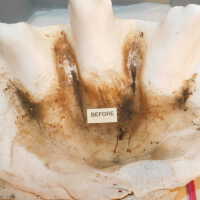          Shell picture number 6
