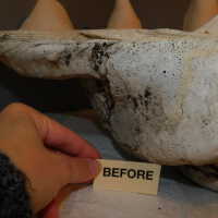         Shell picture number 8
