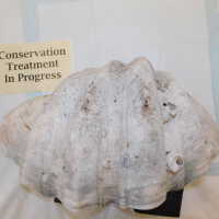          Shell picture number 9
