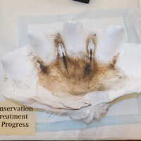          Shell picture number 10
