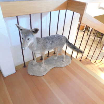 Taxidermy coyote
