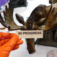          Bronze Mooses picture number 18
