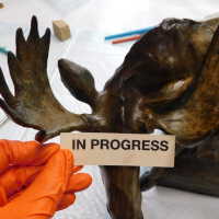          Bronze Mooses picture number 19
