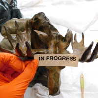          Bronze Mooses picture number 20
