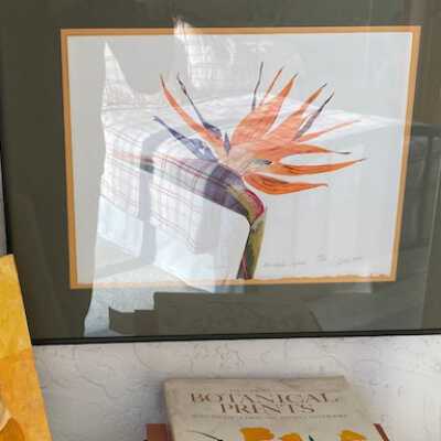 Bird of paradise
