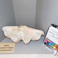          Shell picture number 60

