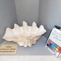          Shell picture number 61
