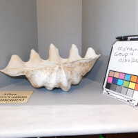          Shell picture number 62
