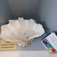          Shell picture number 63
