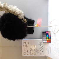          Centurion helmet with black and white horse hair picture number 10
