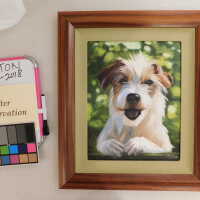          Jack Russell terrier portrait picture number 3
